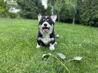 Welsh Corgi Pembroke s PP - 4