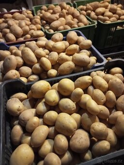 Brambory uskladnění,konzum, rajčata ringle, cukety, rajčata - 4