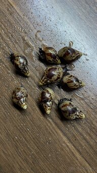 Lissachatina reticulata - africký šnek - 4
