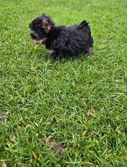 Jorkšírský teriér - 4