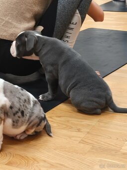 Old english buldod s PP staroanglicky buldok - 4