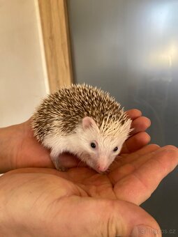 Ježek bělobřichý - mláďata - 4