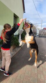 Velký švýcarský salašnický pes - 4