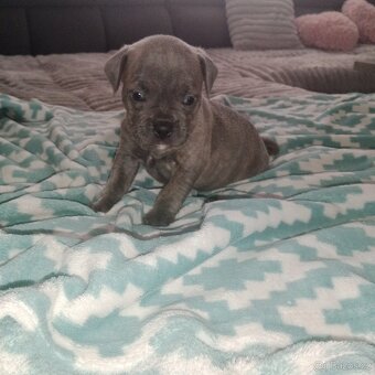 Stafordšírský bulteriér - 4