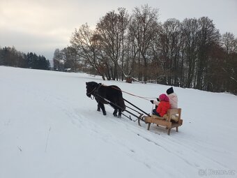 Pony valach, 15 let - 4