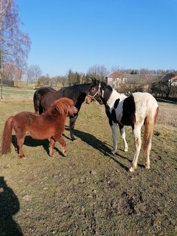 Mini pony, American Miniature Horse s PP-valášek - 4