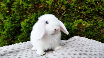 Zakrslý beránek, králíček, králík - TYMIÁN - 4