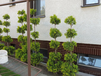 TOPIARY túje, tůje - 4