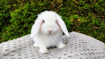 Zakrslý beránek, králíček, králík - TYMIÁN A HOLLY - 4