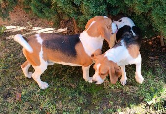 Bígl Beagle Bigel Bigl šteniatka - 4