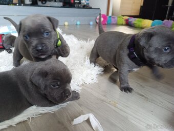 Štěňátka stafordšírský teriér - 4