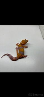 Gekončík noční Tangerine 1.3 - 4