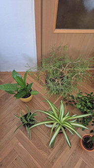 pokojové květiny- Brno - 4