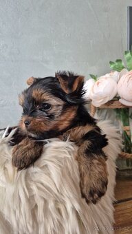 Jorkšírský terier, štěňátka s PP FCI - 4