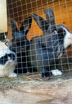 Králíky - 4