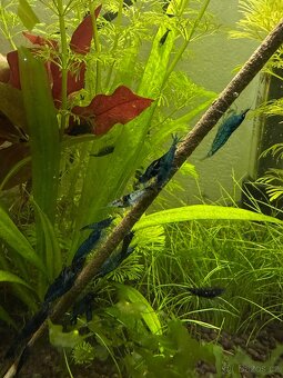 Přebytek Neocaridina Blue Dream - 4