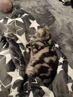 Kocour whiskas - 4