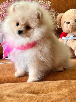 Štěňátka Pomeranian - 4