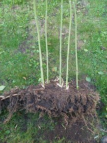 Bambus poslední velký trs, Phyllostachys bissetii, Praha 9 - 4