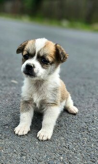 Jack russel a jezevčik kříženci - 4