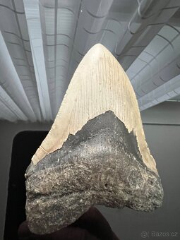 Megalodon - 4