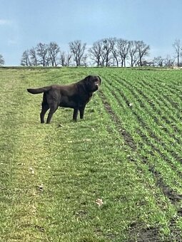 Labrador - 4