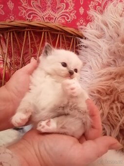 Ragdoll - 4