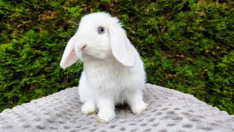 Zakrslý beránek, králíček, králík - TYMIÁN - 4