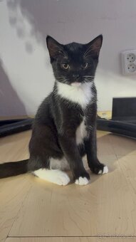 Ragdoll × Britská koťátka mazlivá a hravá - 4