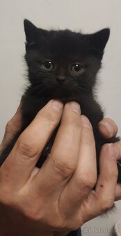 Daruji kočičího kluka - 4