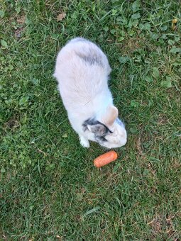 Daruji polozakrslého králíka - 4