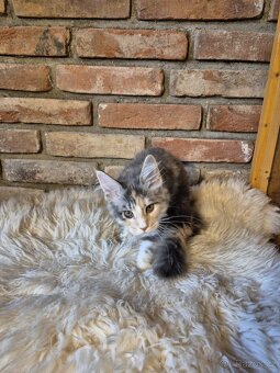 Prodám koťátka mainské mývalí s PP - 4