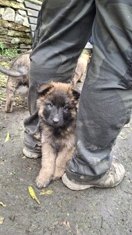 Šťěňata ovčáka - 4