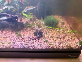 Endlerka, piskořka - 4