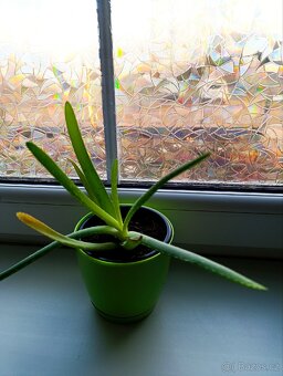 Aloe Vera pravá zdravá a silná rostlina - 4