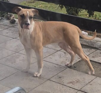 Americký stafordšírský teriér s PP - 4