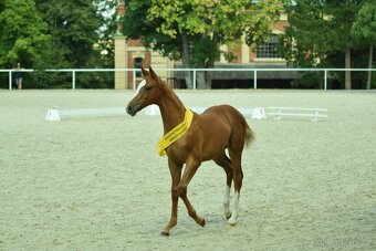 Kobyla do sportu - 4