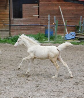 Dva pony hřebečci - 4