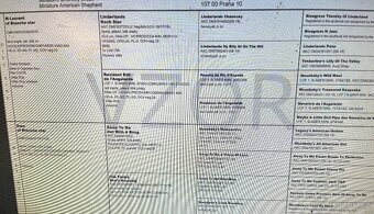 Australský ovčák - Miniaturní americký ovčák s FCI PP - 4