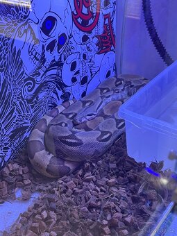 Hroznýš Královský - Boa Constrictor - 4