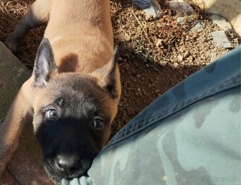 Malinois - štěňata s PP - 4