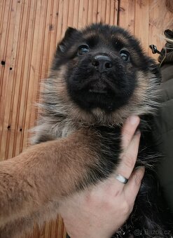 Německý ovčák s PP - 4