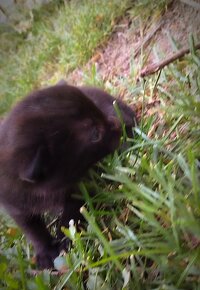 Černá kočička zdarma - 4