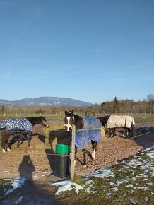 Ustájení koní - Dolní Lánov - volný box od 1.7. - 4