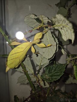 Lupenitka Gantungense - 4