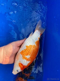 Kapr koi - 4
