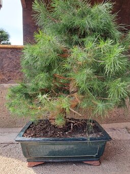 Bonsai Borovice - 4