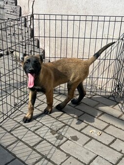 Belgický ovčák Malinois - 4