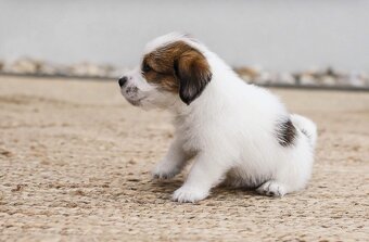 Jack Russell teriér s PP - 4