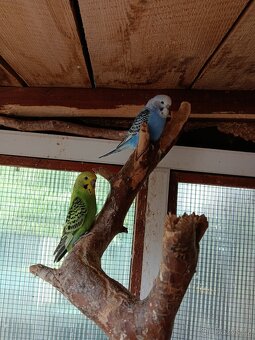 Andulka vlnkovaná - 4